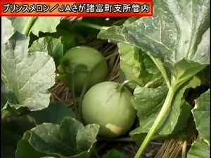 プリンスメロン