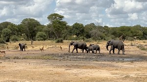 32K views · 670 reactions | Watch as this Elephant herd practices all types of behavior in Kruger National Park, South Africa. #wildlife #amazing #safari #animals #nature | Wildest Kruger Sightings | Facebook