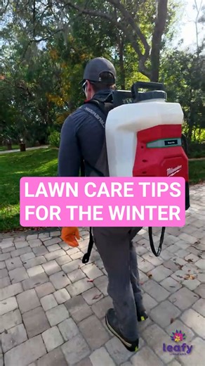 lawn care tips for the winter