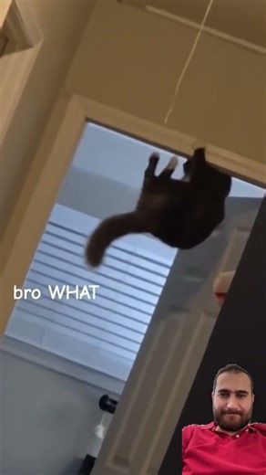 Funny cats 🐈 #pets #funny #cat #facts