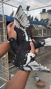 258K views · 10K reactions | Art on wings? Meet the stencil pigeon! ✨ #stencilpigeon #BirdLovers #racingpigeons #stencil #rarecolor | Shaishab's Racing Pigeon | Facebook