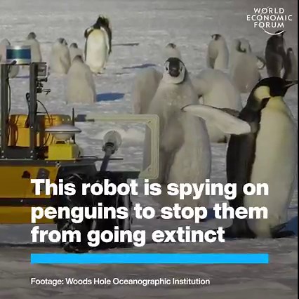 It can scan the penguins’ tags for data without disturbing them. Learn more about penguins and their habitats: http://ow.ly/ZayI50JY61b | World Economic Forum