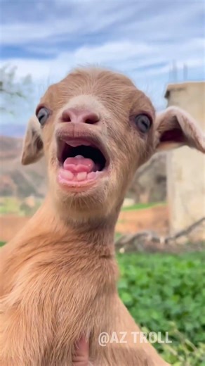 Beautiful Wild Animal Growth Transformation!