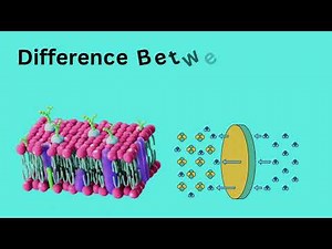 Diffusion vs Osmosis | Must-Know for Exams
