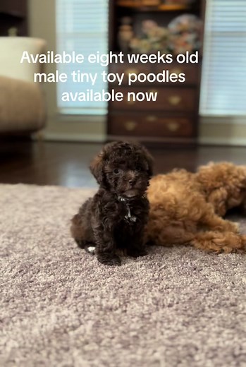 Available eight weeks old tiny males toy poodles ready for pickup #poodlemixpoodlesoftiktok #poodlesofficialt #dogslove #ellesgoldendoodle #pets #adorabledog #puppytime #bichpoosoftiktok #petlife #houstonbreeder #toypoodlesoftiktok