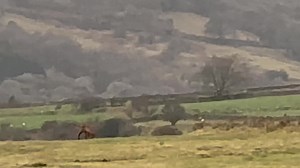 8.2K views · 83 reactions | Practising the emergency recall! The time when you don’t have your whistle! taketheleadtraining.co.uk | Take the Lead Dog Training | Facebook