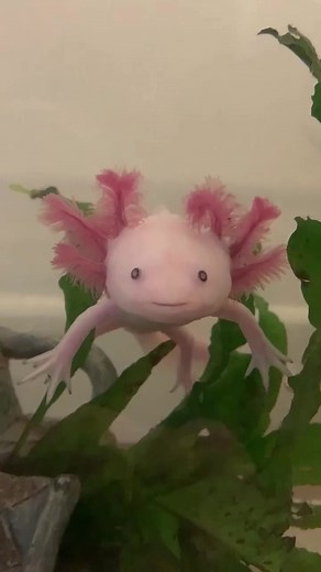 Adorable Axolotl Visits Minecraft World!