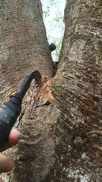 Rubber Tapping ASMR ✋ | Real Sounds from the Plantation