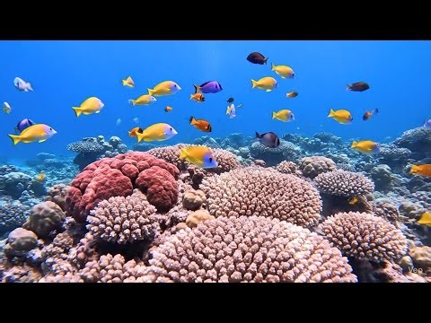 “The Most Beautiful Aquascape You’ll Ever See!”