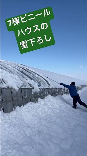 敷地内除雪 ビニールハウス7棟の雪下ろし