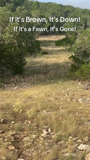 What are some hunting sayings? #Nature #NationalGeographic #Predator #Whitetail #Deer #Fawn