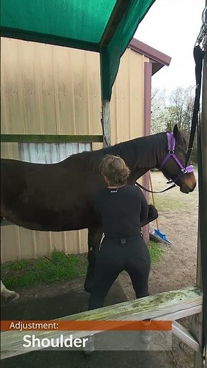 Why Your Horse Feels Heavy in Front: Thoracic Sling and Shoulder Mechanics