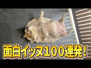 【犬が液体になってるとこは見たことないんよｗ】ツッコミどころ満載なおもしろ犬動画100連発！（鳴き声、子犬、かわいい面白い、吠える）