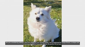 Meet the Tonya Finosu: The Perfect Family Dog