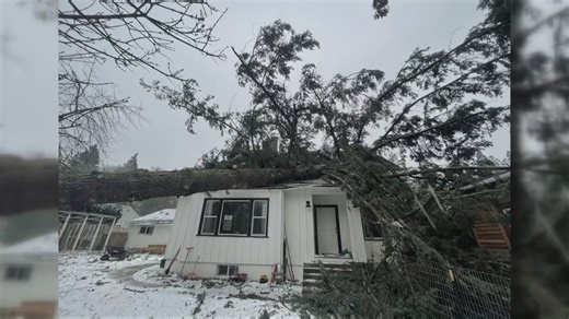 City of Portland sued for $4.7M after refusing permit for tree that later fell on family's home