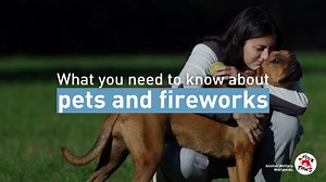 Fireworks expose all kinds of animals to immense stress, which in extreme cases can be fatal. There are preventative measures that we can take to make sure our pets are kept safe and comforted during fireworks. Watch below for some simple tips ⬇️ | FOUR PAWS