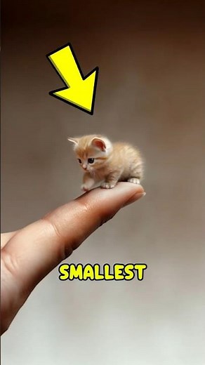 Top 3 Smallest Wild Cats in the World‼️😱#cats #animals #wildlife #nature #catfacts #facts #wildcats