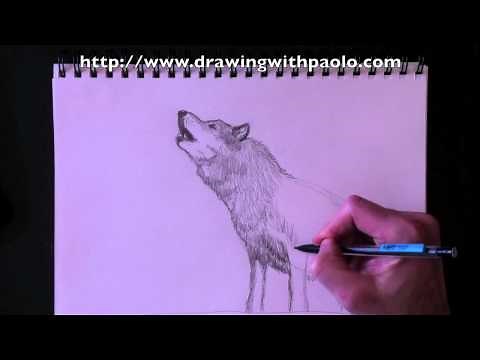 Drawing a wolf with Paolo Morrone