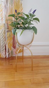 3K views · 59 reactions | Trash to treasure!  I rescued this metal plant stand from the side of the road and gave it a whole new look with gold and white spray paint. Proof that a little vision (and paint!) can go a long way. ✨華 #curbfind #beforeandafter #plantstandmakeover #diydecor #spraypaintmagic #upcycledstyle | Shackteau Interiors | Facebook