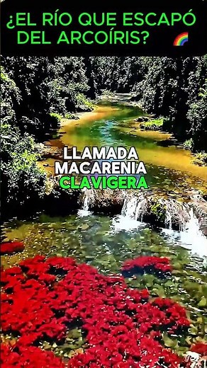 El río más hermoso del mundo: Caño Cristales 🇨🇴🌈