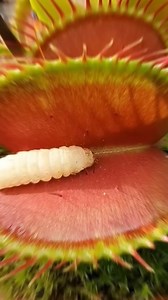 10K views · 28 reactions | 缾 मांस खाने वाला पोधा carnivorous plant  #short #facts | Knowledge takers | Facebook