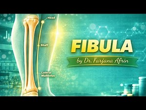 📘 Fibula | Anatomy of Fibula | Lower Limb Osteology | MBBS | by Dr. Farjana Afrin