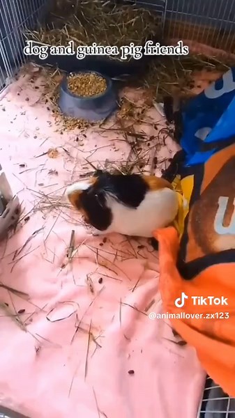 The Joy of Hugging Your Pets and Friends