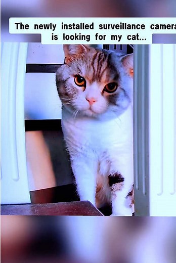 The Cat’s Dramatic Behavior Under Surveillance