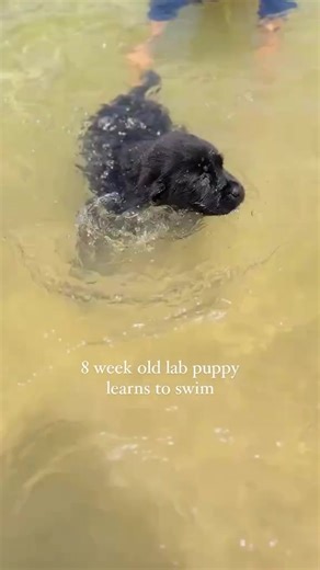 I love how she kept going back in over and over again😂 This was from one of our hot summer days last year, which we just cannot wait for more of.😂 This is one of our 8 week old Labrador pups, and I promise you, this was her very first time swimming. She plunged in without hesitation, and swam until her little legs couldn’t swim any more! Yes, there was a LONGGGG afternoon nap afterwards😂 I love what natural born water dogs these amazing English Labrador retrievers are. It makes them so fun an