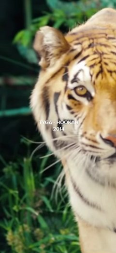 #fyp #foryoupage #viral #music #throwback #tyga #2014 #urban #xyzcba #fypp #tbt #viraltiktok #tunes #classics #hiddengems