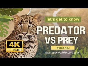 PREDATOR VS PREY 4K ULTRA VIDEO HIGH QAULITY