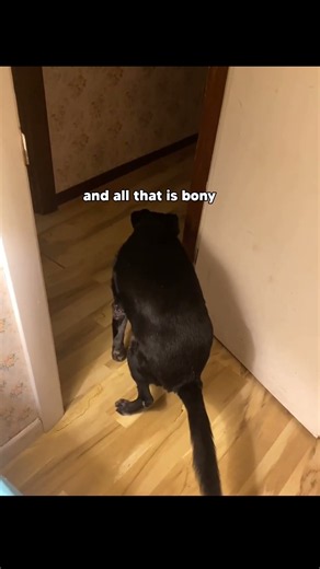The Longest Dog Fart