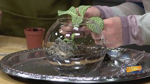 How to build a beautiful terrarium