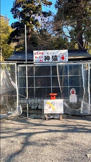 【滋賀】比叡山の麓に鎮座する日吉大社⛩️約2100年前に創祀された全国3800余の日吉・日枝・山王神社の総本宮 境内には神のお使いとして室町時代から飼われている猿「神猿（まさる）様」がおられます