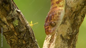 Close up of the head of a brown tree snake hanging upside down in a tree, showing its brown and tan patterned scales and slitted eyes