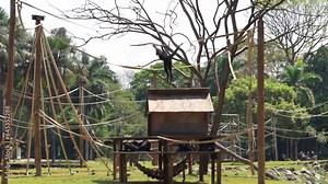 Little monkey swings on the strings