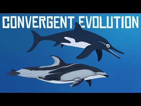 Convergent Evolution | Dolphins and Ichthyosaurs