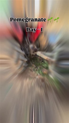 Shlok Patil on Instagram: "#royalshetkari👑❤️🌱 #farming #trendingaudio❤️ #trendingréels #starseverywhere #pomegranate"