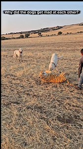 52K views · 73 reactions | When working in packs, Kangal dogs may...