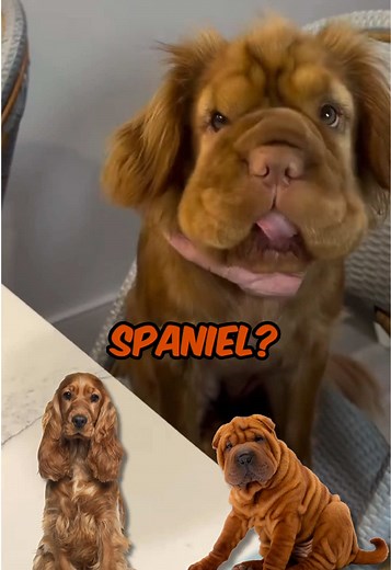 Meet Bailey: Cocker Spaniel and Shar Pei Mix