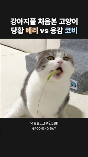 Cat's reaction to seeing foxtail grass for the first time