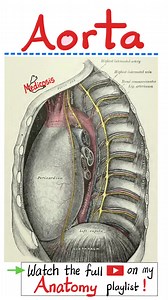 2.3K views · 43 reactions | Aorta - Thoracic Aorta - Anatomy of...