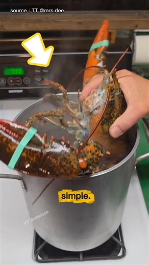 This is the reason lobsters are always cooked alive #facts #usa #shorts #lobster