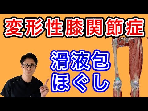 【変形性膝関節症】膝痛を開放する「滑液包」ほぐし！【埼玉県蕨市 整体院羽翼 TSUBASA 】