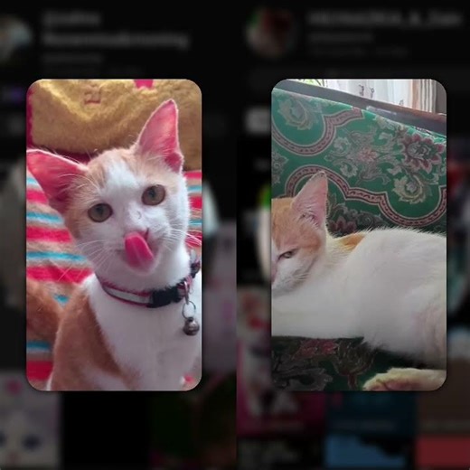 sesama bestie collab#fypシ #jedagjedug #cat