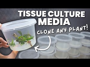 The ULTIMATE GUIDE to Making Tissue Culture Media