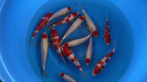 Saito Koi Farm ( Saito U ) Tosai Tateshita Kohaku WYSIWYG Available on our website: https://www.ornafish.com/breeders/saito-u/ #koi #koifish #koipond #nishikigoi #koicarp #koifishpond #koifarm #japan #ornafish #koilover #instagramkoi #japanesekoi #koikichi #koilovers #koishow #goldfishpond #koiponds #kois #錦鯉 | Ornafish Japan Co.,Ltd | Facebook