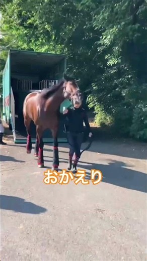 おかえり！乗馬クラブに戻りホッとする馬がかわいい…Back home 🐎Nankandamashii｜ナンカンさんの馬小屋 #horse #馬