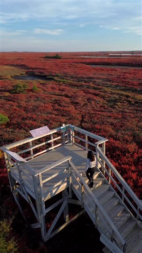 📌 Save this picturesque island in the Acadian Peninsula in New Brunswick for your Fall trip 🍁 Read details below 👇 Follow @roving.mapletales for more unique spots to visit in Atlantic Canada 🇨🇦🦞 Miscou Island in New Brunswick (3.5 hours from Moncton) turns red every Fall due to its unique peat bogs, and it should definitely be on your Atlantic Canada Fall bucket list. The transformation only lasts for a few days, so plan your visit soon. Visuals are from the📍Peat Bog Boardwalk and Miscou