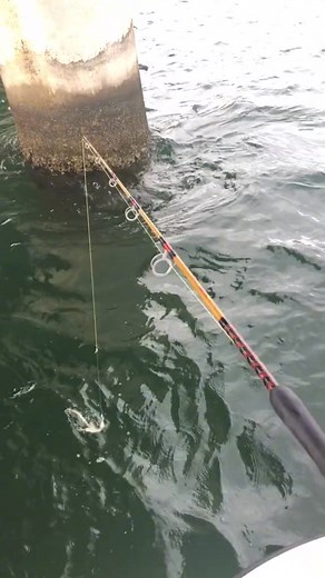 Hooking the biggest cobia of my life on a bridge piling #viral #reels #realorAI #satisfaction #justgooff #choices #fishing #fyp #OMG #satifying #chaoticenergy | Black Tiph